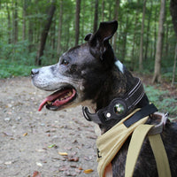 Convenient Tracker Pet Special Collar Cover Pet Loss Prevention Collar